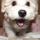 Kutya Coton de tulear