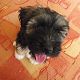 Kutya Tibeti terrier