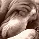 Kutya Basset hound