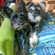 Kutya Schnauzer