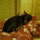 Kutya Pinscher