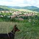 Kutya Pinscher