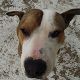 Kutya Pitbull terrier