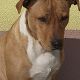 Kutya Pitbull terrier