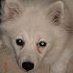 Kutya Spitz
