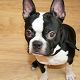 Kutya Boston terrier