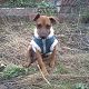 Kutya Pinscher