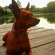 Kutya Pinscher