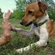 Kutya Jack Russel terrier