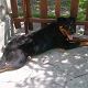 Kutya Rottweiler