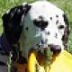 Kutya Dalmata