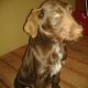 Kutya Német vizsla