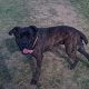 Kutya Cane corso