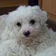Kutya Bichon frise