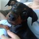 Kutya Pinscher