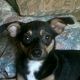 Kutya Pinscher