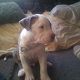 Kutya Pitbull terrier