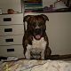 Kutya Pitbull terrier