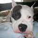 Kutya Pitbull terrier
