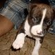 Kutya Pitbull terrier