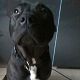 Kutya Pitbull terrier