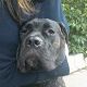 Kutya Cane corso