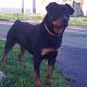 Kutya Rottweiler