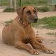 Kutya Rhodesian Ridgeback