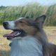 Kutya Collie