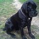 Kutya Cane corso