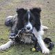 Kutya Border collie