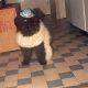 Kutya Tibeti terrier