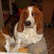 Kutya Basset hound