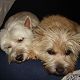 Kutya Cairn terrier