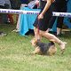 Kutya Norwich terrier