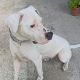 Kutya Argentin dog