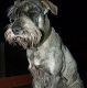 Kutya Schnauzer