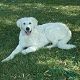 Kutya Kuvasz