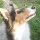 Kutya Collie