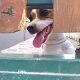Kutya Jack Russel terrier