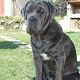 Kutya Mastino Napoletano