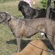 Kutya Cane corso