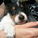 Kutya Jack Russel terrier