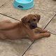 Kutya Rhodesian Ridgeback