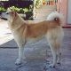 Kutya Akita inu