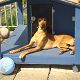 Kutya Rhodesian Ridgeback