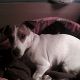 Kutya Jack Russel terrier