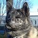 Kutya Akita inu