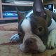 Kutya Boston terrier