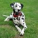 Kutya Dalmata